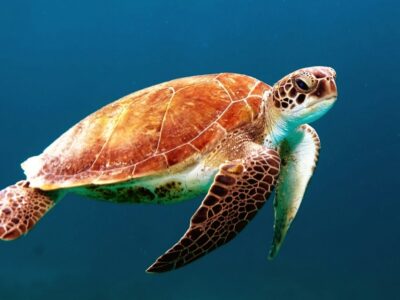 brown turtle swimming underwater